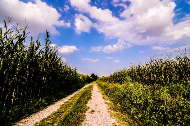 A vibrant photograph showcasing a thriving cornfield (Zea mays) under the clear, sunlit sky. The scene emanates rural tranquility with lush greenery, a blue backdrop, and charming pathways, symbolizing nature's pastoral beauty.