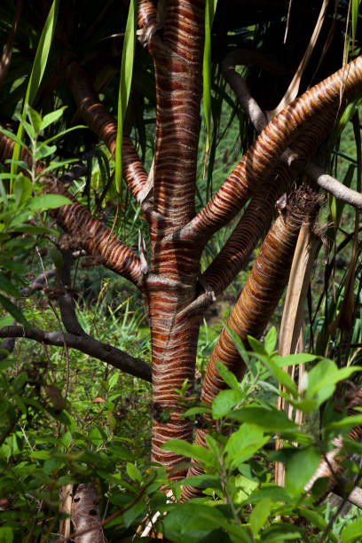 istock Tropical Plant on The Napali Coast Trail 2188031412
