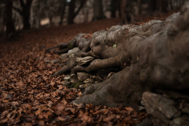 Tree roots growing along a forest footpath covered in autumn leaves