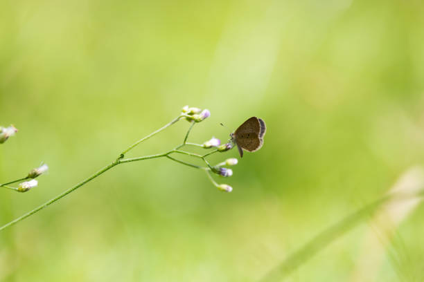 Butterfly on green leaf, nature blur background. Copy space.