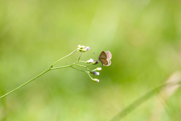 Butterfly on green leaf, nature blur background. Copy space.