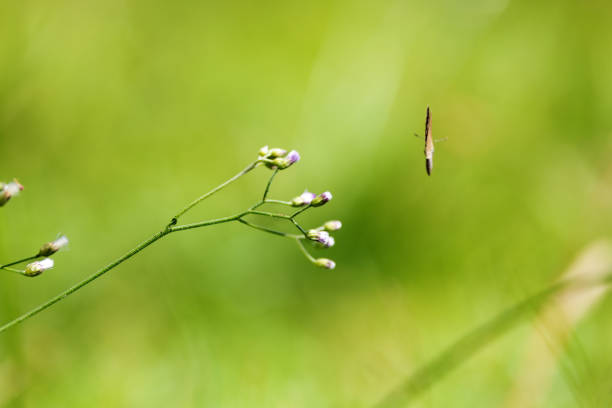 Butterfly on green leaf, nature blur background. Copy space.