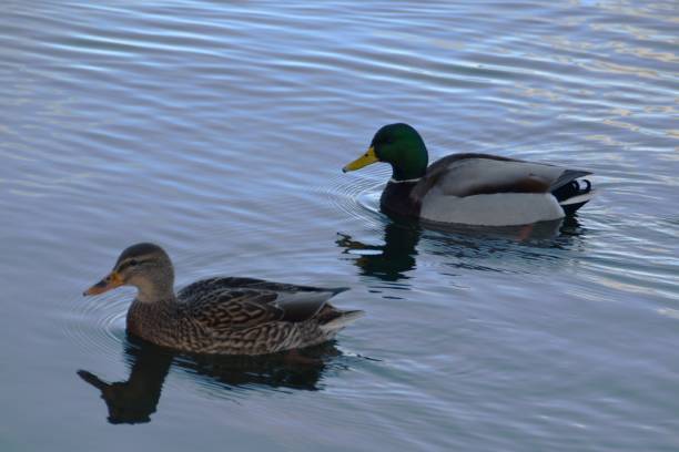 istock A Couple Of Mallards 2188035977