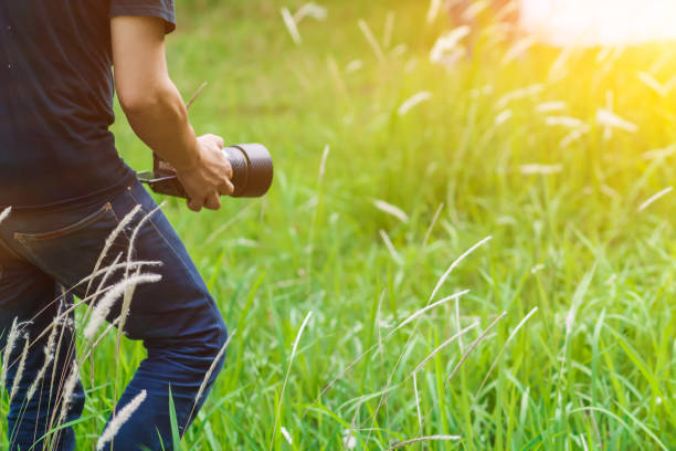 Soft Light and Blurred image, A photographer capturing the beautiful Grass flowers in the evening with a DSLR camera, photographers walking to capture the grass flowers in the beautiful grass alone.