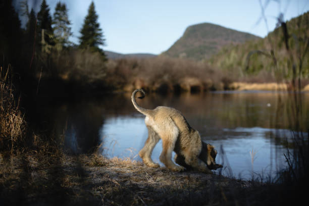 Shot of a young Afghan Hound exploring with a river behind. Taken in Autumn, in Quebec, Canada, during the day.