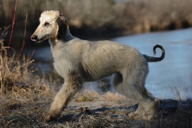 istock Afghan Hound Puppy by the Riverside 2188036315