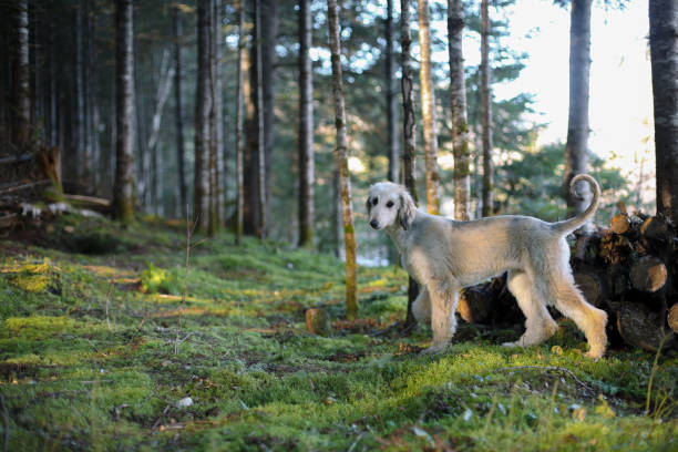 Shot of a young Afghan Hound exploring a canadien forest, trees and branches all around. Taken in Autumn, in Quebec, Canada, during the day.