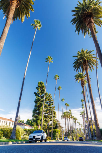 istock Iconic Beverly Hills street lined with towering palm trees under a bright sunny sky 2188036516