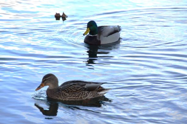 istock A Couple Of Mallards 2188036567