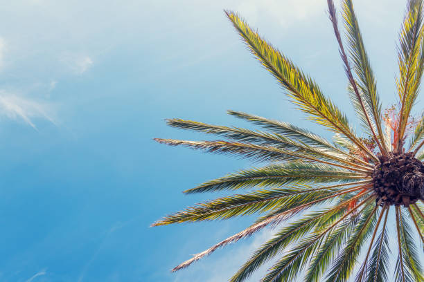 istock Tall, vibrant palm trees reaching towards a clear blue sunny sky 2188036583