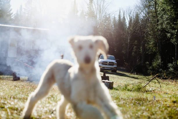 Shot of a young Afghan Hound running in front of a beautiful forest scenery including a cabin and smoke. The dog is out of focus.Taken in Autumn, in Quebec, Canada, during the day.