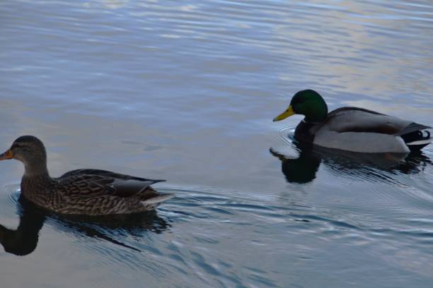 istock A Couple Of Mallards 2188036826