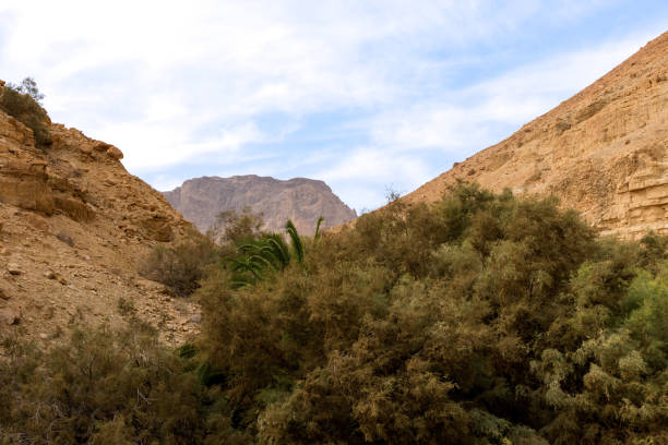A lone palm tree stands tall on the sandy shore of a tranquil desert lake, its lush green fronds providing a stark contrast against the arid landscape
