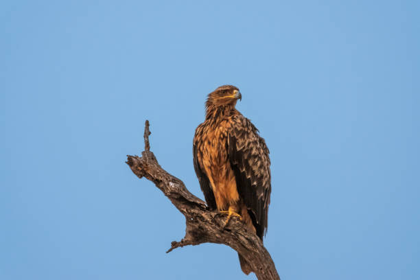 istock Tawny Eagle on a Branch Isolated Against a Blue Sky Background 2188039071