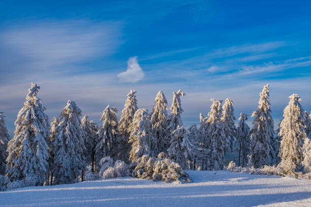 Deeply snow-covered trees on the Großer Feldberg in the Taunus on a sunny winter day
