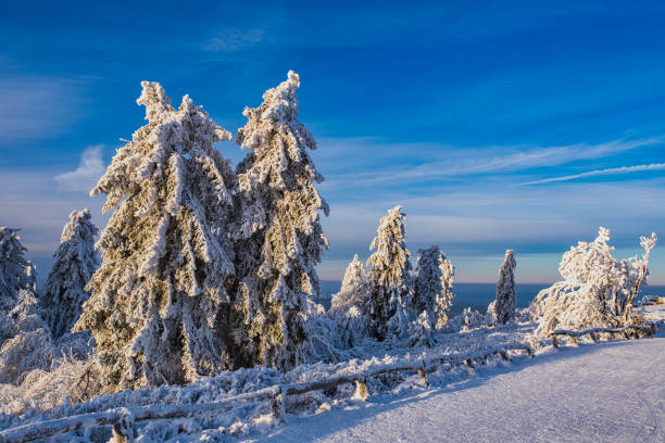 Deeply snow-covered trees on the Großer Feldberg in the Taunus on a sunny winter day