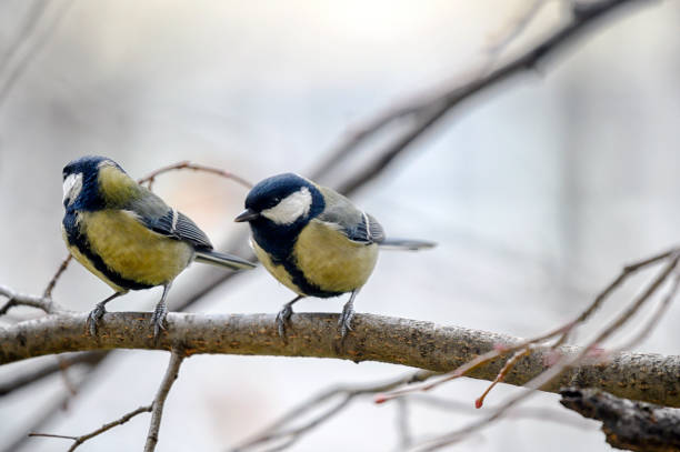 istock Great tit song  bird 2188039447