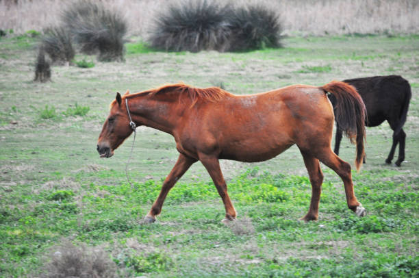 The beautiful Animal Brown Horse on the natural environment (black donkey on background)