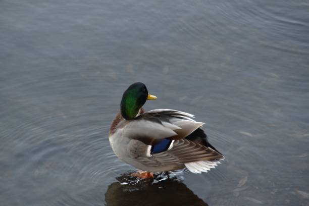 istock A Male Mallard 2188041488