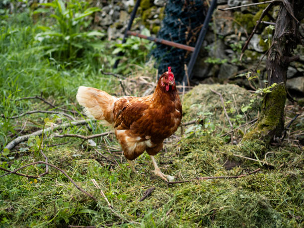 Brown chicken foraging in a lush green garden during daylight