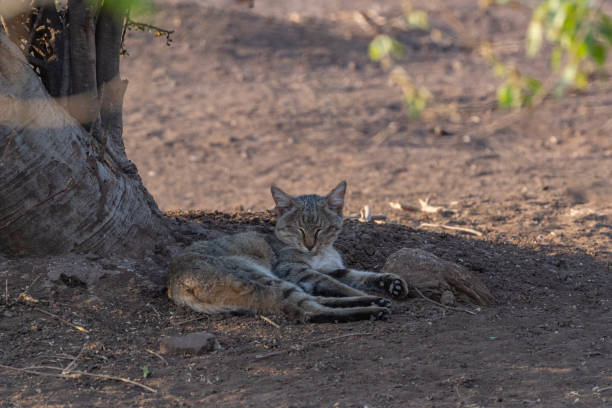 istock An African Wild cat sleeping in the shade during the day. 2188043657