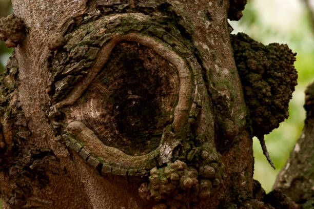 istock tree of the forest with a large hole in its bark 2188047322
