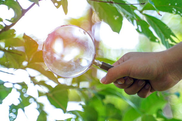 istock hand holding magnifying glass allowing light from the sun to shine through. Soft and selective focus. 2188048181