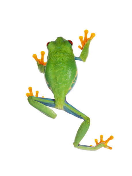 Top view of vibrant Red-eyed tree frog aka Agalychnis callidryas. Isolated on a white background.
