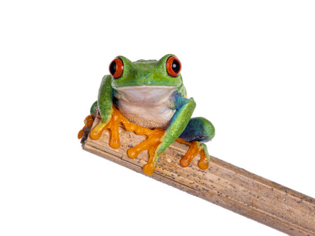 Red-eyed tree frog on white background