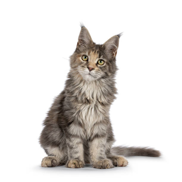 istock Maine Coon cat kitten on white 2188050383