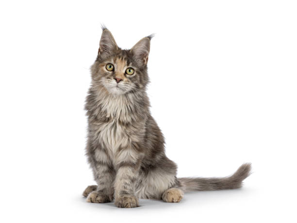 istock Maine Coon cat kitten on white 2188050523