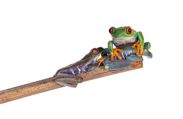 istock Red-eyed tree frog on white background 2188050620