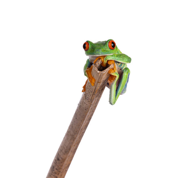 istock Red-eyed tree frog on white background 2188050638