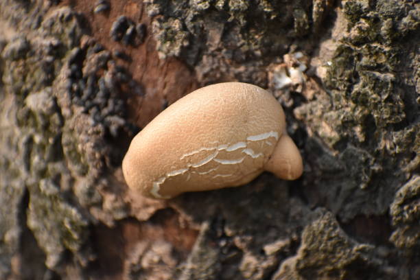 Cerioporus squamosus on a tree trunk. Pheasant back growing on a damaged tree trunk in late autumn. Close-up.