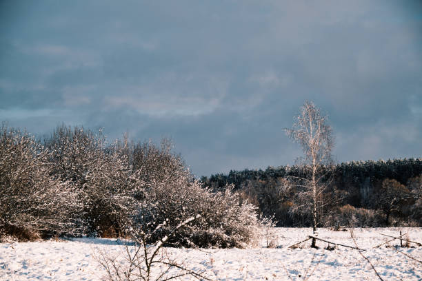 Red fox runs on a snow-covered field. Siberian rural winter landscape. Trees covered with hoarfrost on background