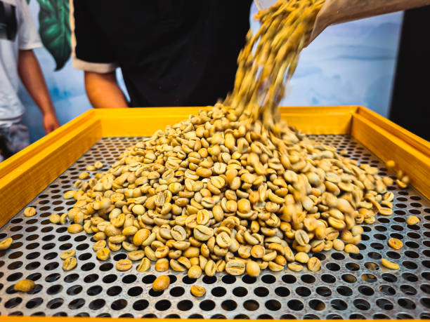 Sorting Green Coffee Beans by Size Using a Grading Sieve A close-up view of the process of sorting green coffee beans by size with the help of a specialized grading sieve. The sieve features multiple perforations, each designed to allow beans of specific sizes to pass through while retaining larger ones. This step ensures uniformity in bean size, which is crucial for consistent roasting and quality control. The scene highlights the intricate details of the coffee beans and the structured design of the sieve, showcasing the meticulous preparation behind high-quality coffee production. sorter machine stock pictures, royalty-free photos & images