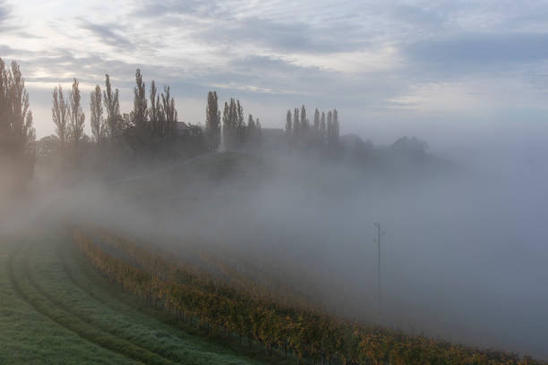 Idyllic view of Green Terraced Field and Mountains on Lush Lands on autumn foggy morning