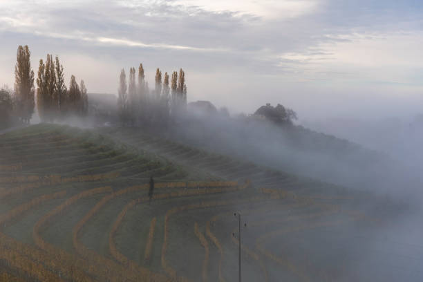 Idyllic view of Green Terraced Field and Mountains on Lush Lands on autumn foggy morning