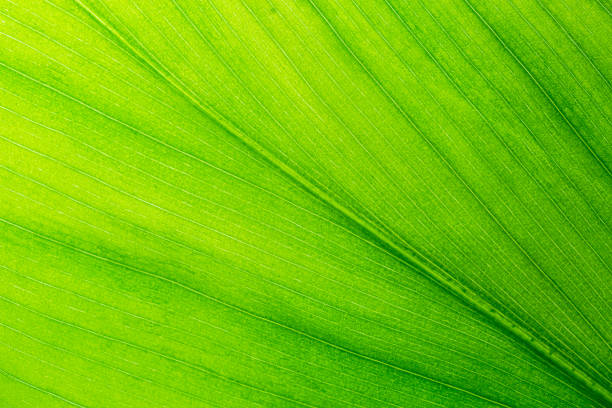 istock Close-up macro leaf texture,A beautiful fresh green leaf highlighted by the sun. The plant has a beautiful expressive structure. 2188052360