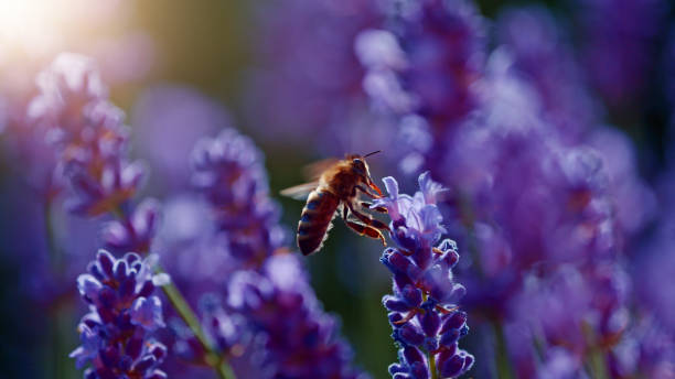 istock Macro shot of bee gathering pollen from lavender 2188052805