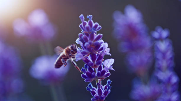 istock Macro shot of bee gathering pollen from lavender 2188052835