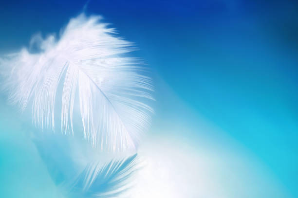 istock Original creative photograph of a light feather in white and blue tones. 2188053723