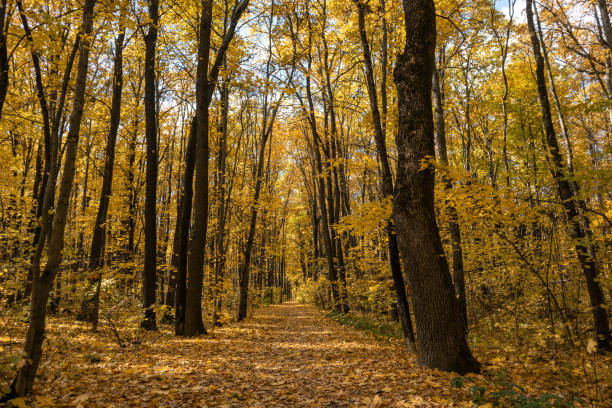 Autumn forest with scenic wooded path covered in fallen leaves