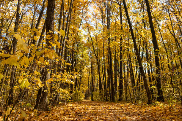 istock Autumn Golden Forest Alley Low Angle 2188053852