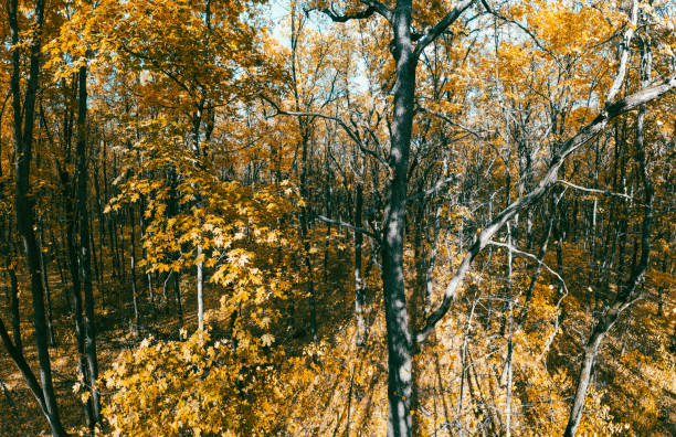 Sunlight shines through tree branches covered in golden autumn leaves, creating scenic forest landscape