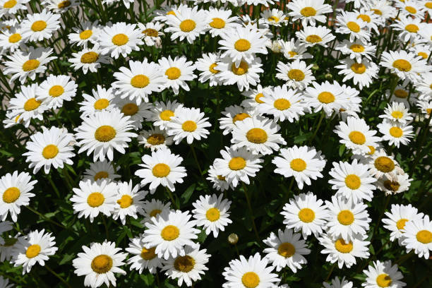 Daisies in the Sunshine