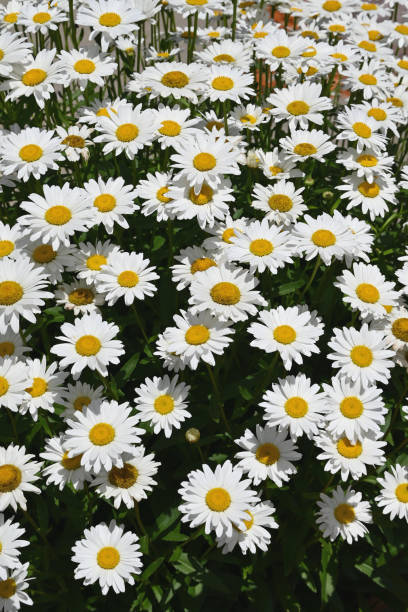 istock Daisies in the Sunshine 2188055194