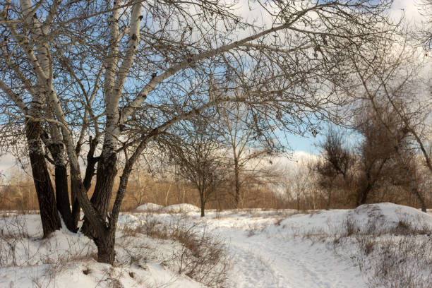 Dirt road leading through a natural forest with birch trees, Betula pendula. The forest is known as the Svenskerskoven and is the only natural birch forest in Denmark. It is situated on the southern part of Amager close to Copenhagen the Danish capital