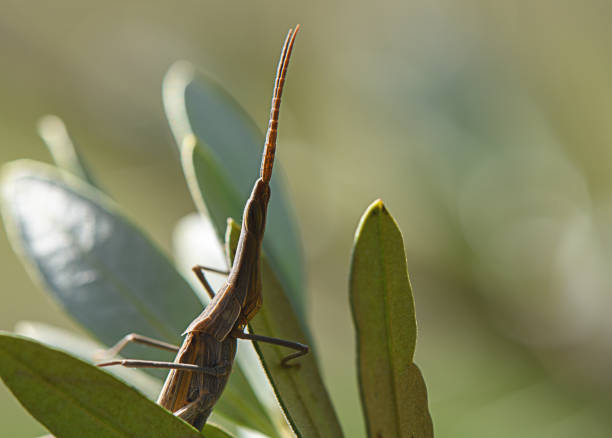 This grasshopper rests on lush green foliage, highlighting its delicate features under gentle daylight.