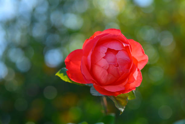 A striking red rose stands out against lush green foliage, illuminated by warm sunlight in a tranquil garden.